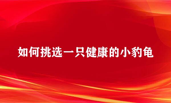 如何挑选一只健康的小豹龟