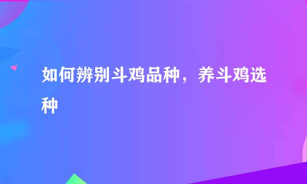 如何辨别斗鸡品种，养斗鸡选种