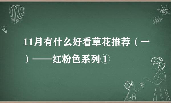 11月有什么好看草花推荐（一）——红粉色系列①