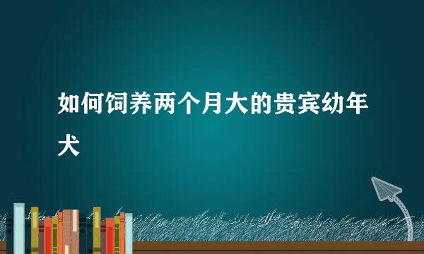 如何饲养两个月大的贵宾幼年犬