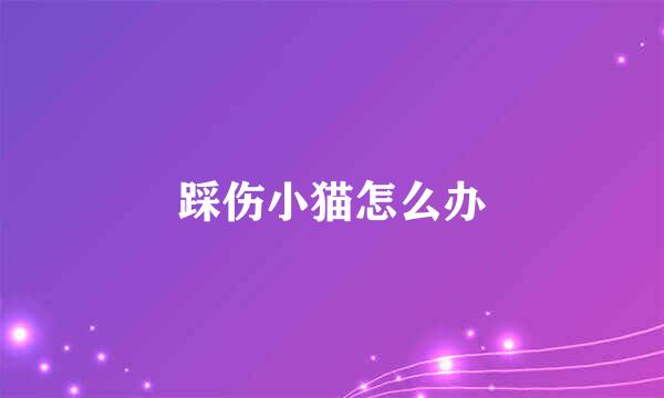 踩伤小猫怎么办
