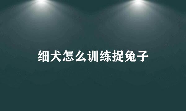 细犬怎么训练捉兔子