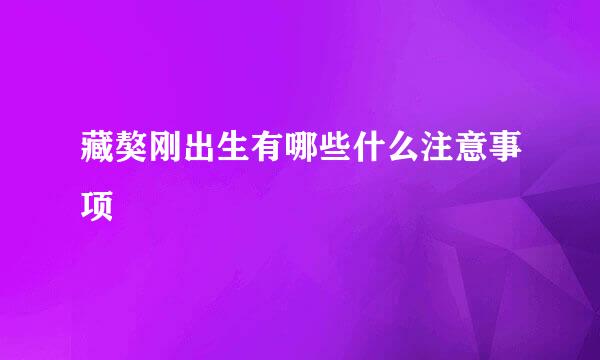 藏獒刚出生有哪些什么注意事项