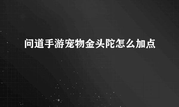 问道手游宠物金头陀怎么加点