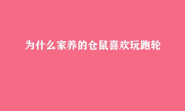 为什么家养的仓鼠喜欢玩跑轮