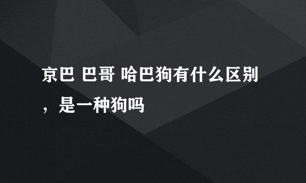 京巴 巴哥 哈巴狗有什么区别，是一种狗吗