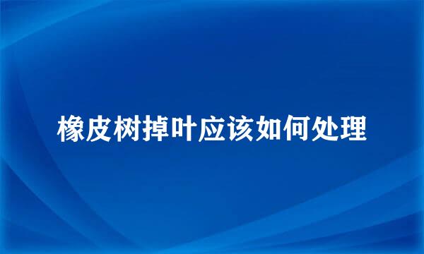 橡皮树掉叶应该如何处理