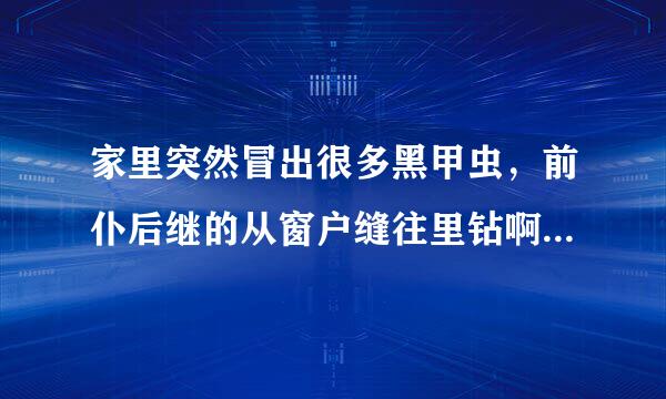 家里突然冒出很多黑甲虫，前仆后继的从窗户缝往里钻啊？求原因。连续抓了有20只了