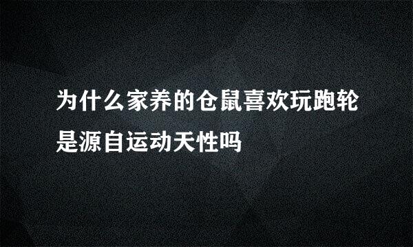 为什么家养的仓鼠喜欢玩跑轮是源自运动天性吗