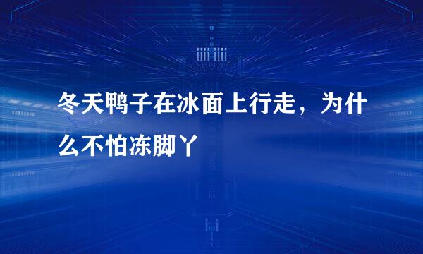 冬天鸭子在冰面上行走，为什么不怕冻脚丫