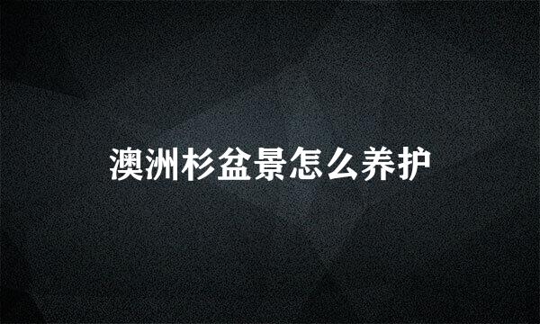 澳洲杉盆景怎么养护
