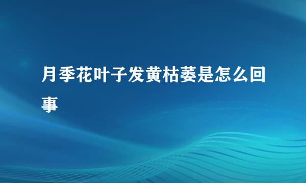 月季花叶子发黄枯萎是怎么回事