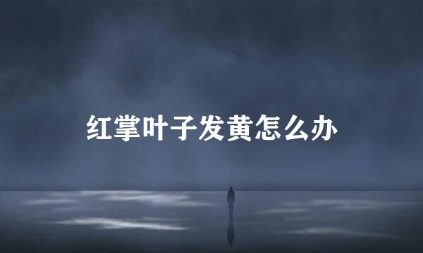红掌叶子发黄怎么办