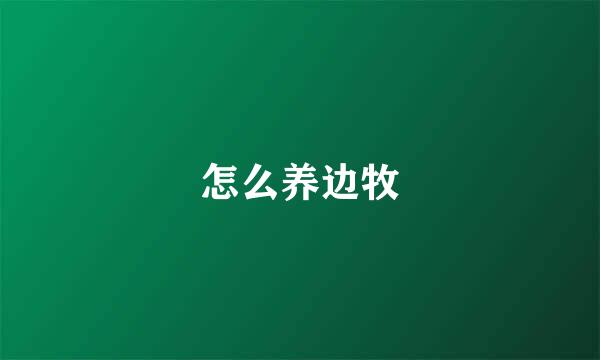 怎么养边牧