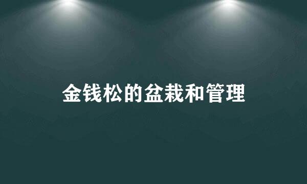 金钱松的盆栽和管理