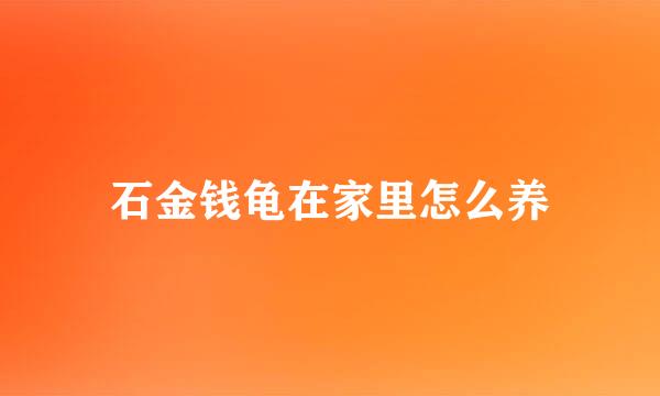 石金钱龟在家里怎么养