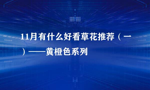11月有什么好看草花推荐（一）——黄橙色系列