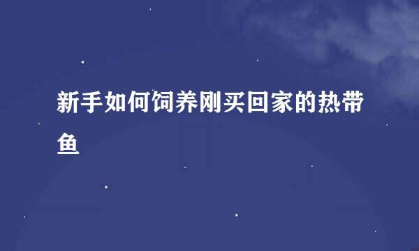 新手如何饲养刚买回家的热带鱼