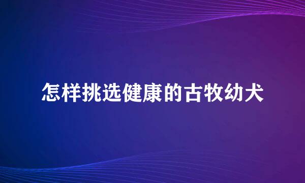 怎样挑选健康的古牧幼犬