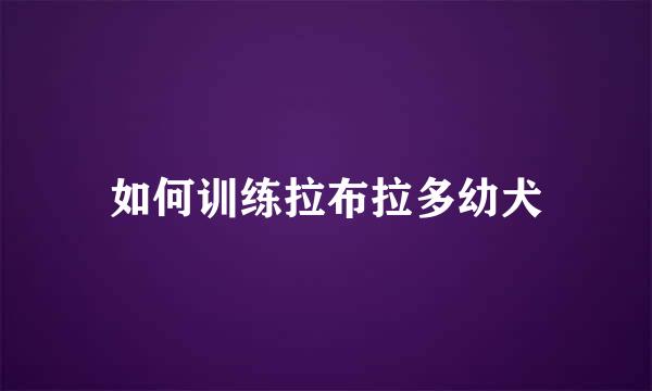 如何训练拉布拉多幼犬