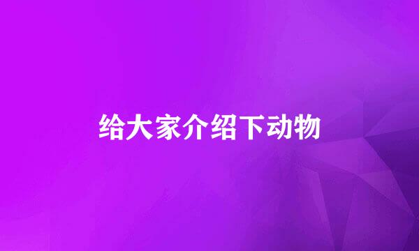 给大家介绍下动物