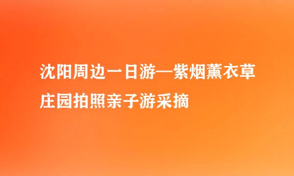 沈阳周边一日游—紫烟薰衣草庄园拍照亲子游采摘