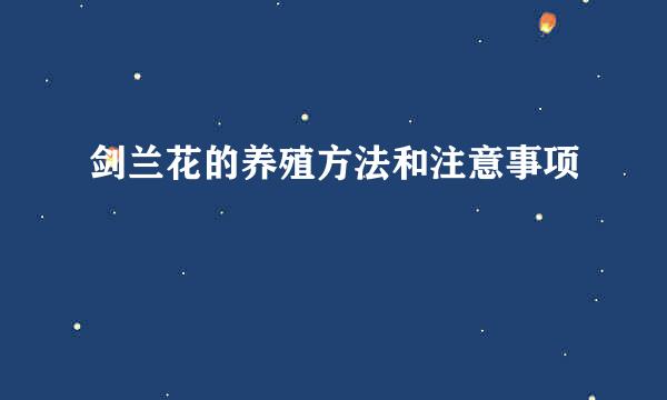 剑兰花的养殖方法和注意事项