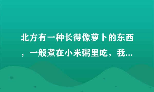 北方有一种长得像萝卜的东西，一般煮在小米粥里吃，我们这边土话叫“疙瘩”，有人知道学名吗