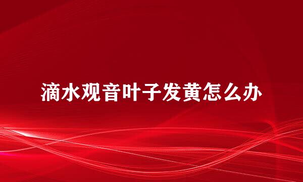 滴水观音叶子发黄怎么办