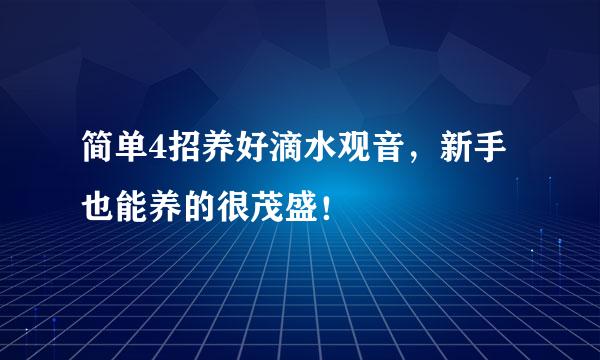 简单4招养好滴水观音，新手也能养的很茂盛！