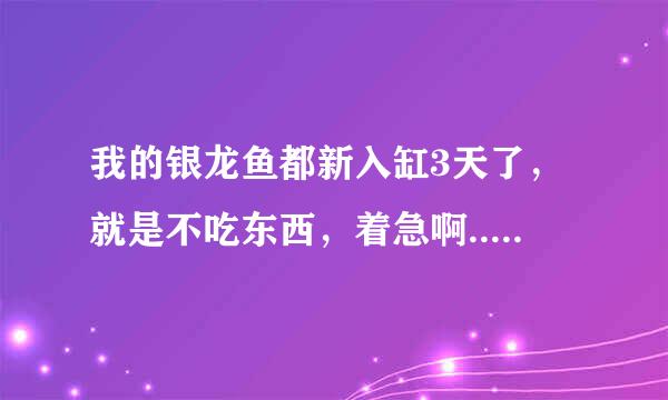 我的银龙鱼都新入缸3天了，就是不吃东西，着急啊.......