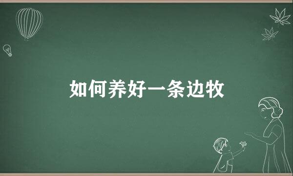 如何养好一条边牧