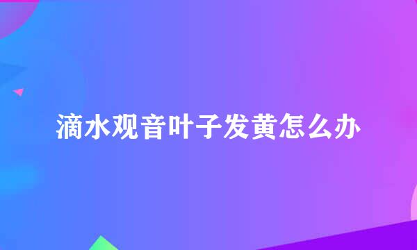 滴水观音叶子发黄怎么办