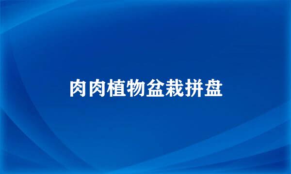 肉肉植物盆栽拼盘