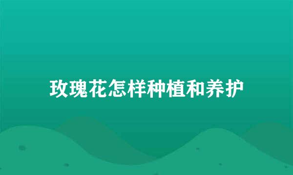 玫瑰花怎样种植和养护