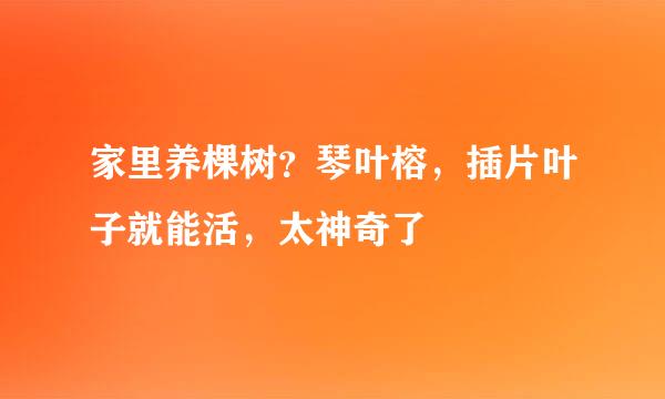 家里养棵树？琴叶榕，插片叶子就能活，太神奇了