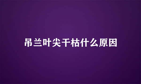 吊兰叶尖干枯什么原因