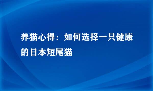 养猫心得：如何选择一只健康的日本短尾猫