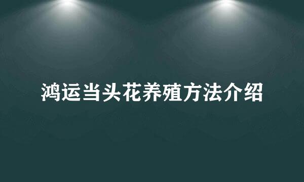 鸿运当头花养殖方法介绍