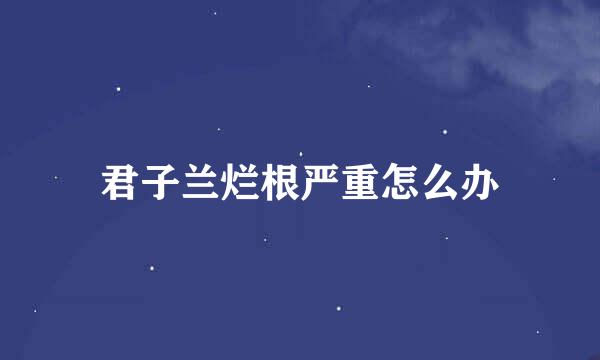 君子兰烂根严重怎么办