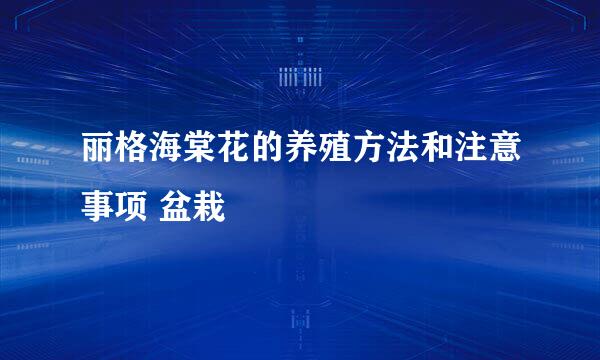 丽格海棠花的养殖方法和注意事项 盆栽