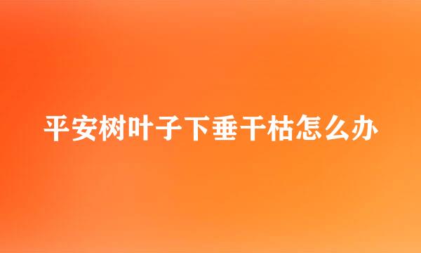 平安树叶子下垂干枯怎么办