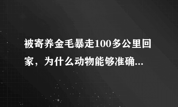 被寄养金毛暴走100多公里回家，为什么动物能够准确记住回家的路？