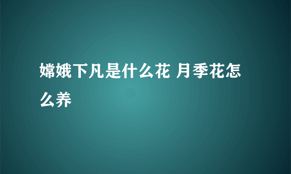 嫦娥下凡是什么花 月季花怎么养