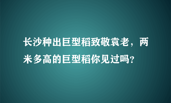 长沙种出巨型稻致敬袁老，两米多高的巨型稻你见过吗？