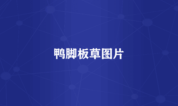 鸭脚板草图片